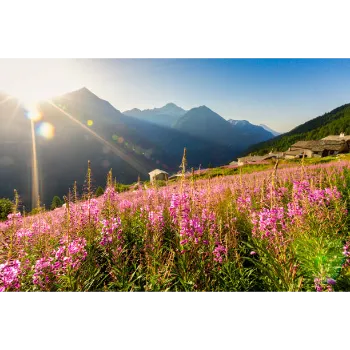 Pink Garden Flower
